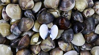 clam up